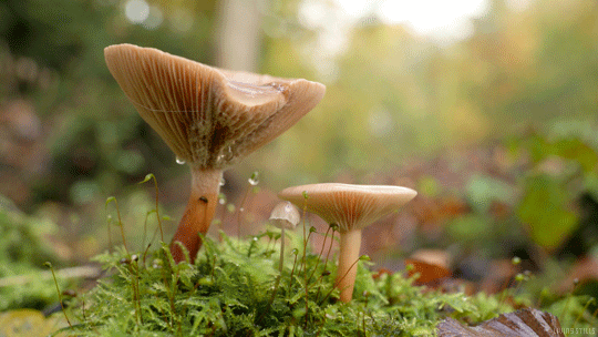 tumblr_og7xssyrm31upvbufo1_540